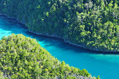 Scenic view of swimming pool by trees