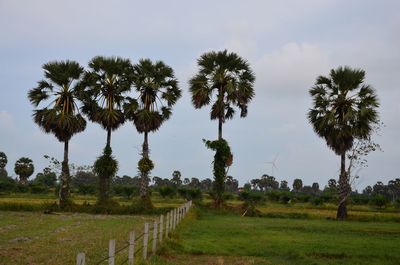 Scenic view of palm trees on field against sky