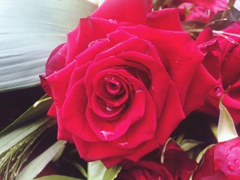 Close-up of red rose blooming outdoors