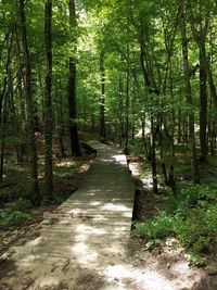 Footpath amidst trees in forest