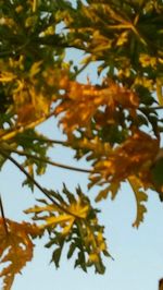 Low angle view of tree against sky during autumn