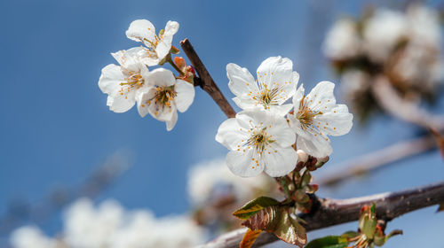 Cherry tree with white blossoms in early spring