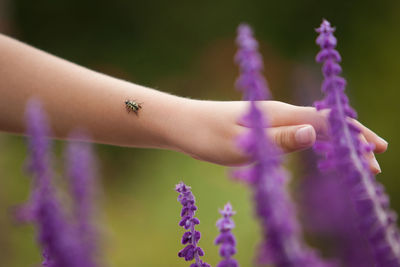 Cropped image of hand touching lavender