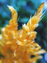 Close-up of yellow flower blooming in garden