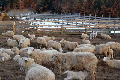Sheep grazing on farm during winter