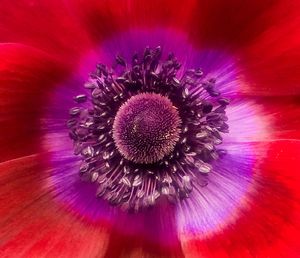 Close-up of purple flower blooming outdoors