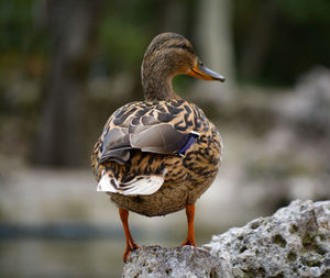 Close-up of bird perching on rock by lake