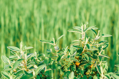 Close-up of flowering plants on field