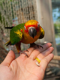 Close-up of rainbow lorikeet on palm