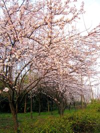 Close-up of white flowers on tree