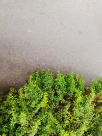 High angle view of trees and plants in forest