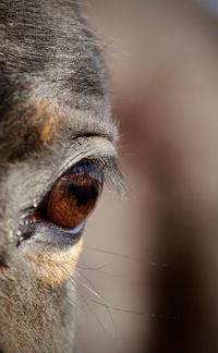 Close-up of a cat