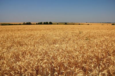 Wheat field against sky