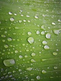 Close-up of water drops on leaf