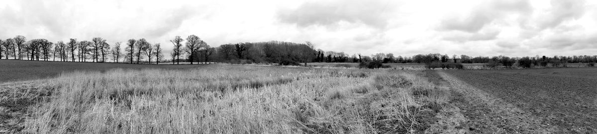 Panoramic shot of trees on field against sky