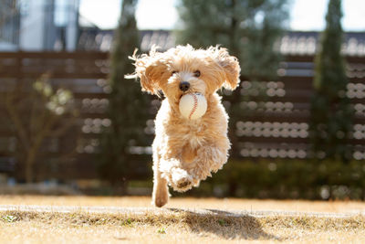 Hairy dog with ball running in lawn