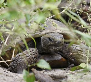 Close-up of lizard on land