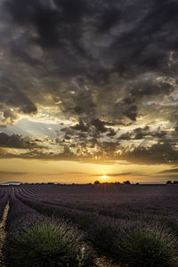 Scenic view of field against sky during sunset