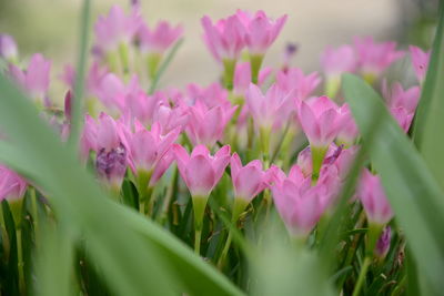 Close-up of pink flowering plants