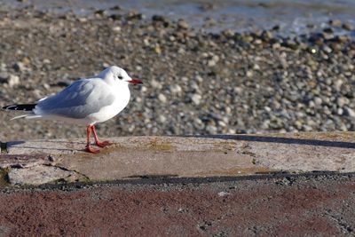 Seagull perching on ground