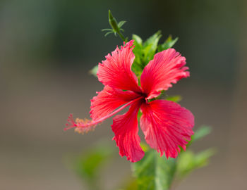 Close-up of red hibiscus flower