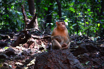 Monkey sitting on tree in forest