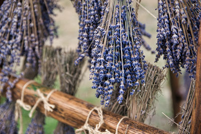 Close-up of lavender hanging on plant