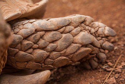 Close-up of lizard