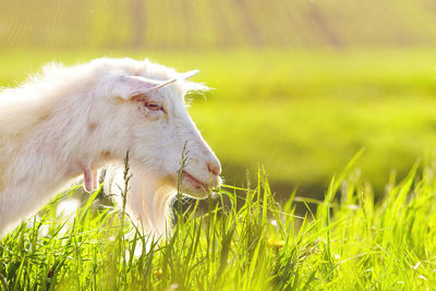 White horse in a field