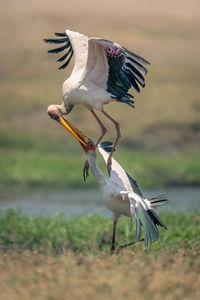 Close-up of bird flying over field