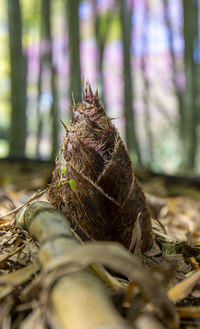 Close up of a small bamboo shoot. giant bamboo trunks in the background.