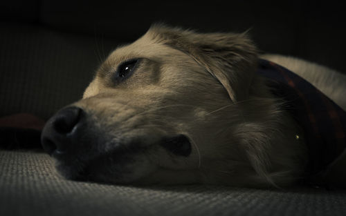 Close-up of dog resting at home