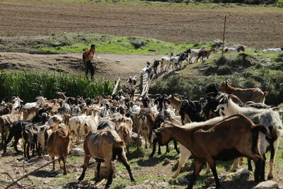 Sheep grazing on field