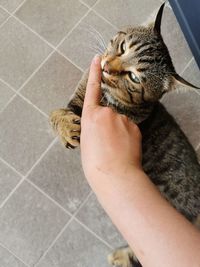 Midsection of person holding cat on floor