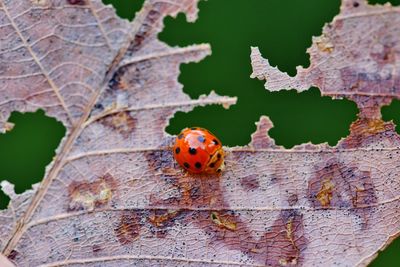 Close-up of ladybug on leaf