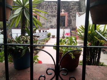 Potted plants in balcony