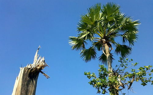 Low angle view of palm tree against clear blue sky