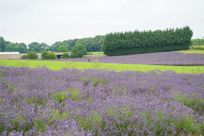 Scenic view of flowering plants on field against sky