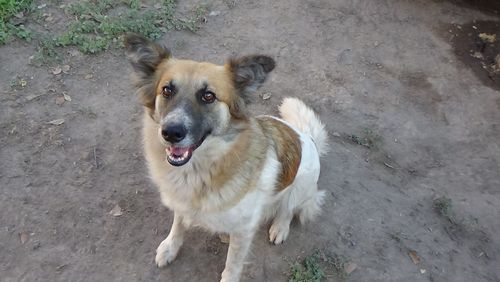 Dog standing on field