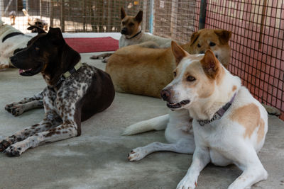 Dogs sitting in a dog