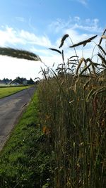 Scenic view of field against cloudy sky