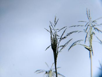 Low angle view of plant against sky during winter