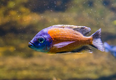 Close-up of fish swimming in sea