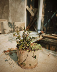 Close-up of potted plant on table