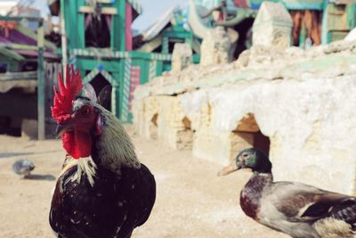 Close-up of rooster