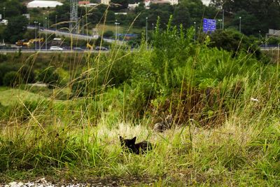 Plants on grassy field