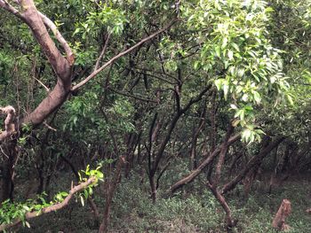 Trees growing in forest