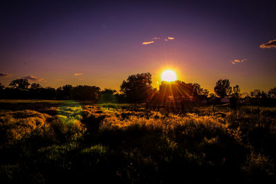 Plants growing on land against sky during sunset