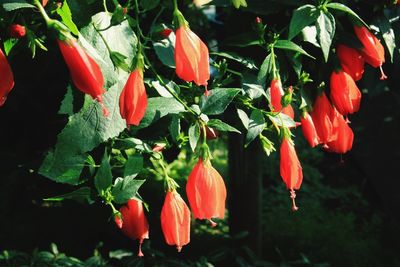 Close-up of red tulips blooming in park