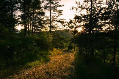 Scenic view of forest against sky